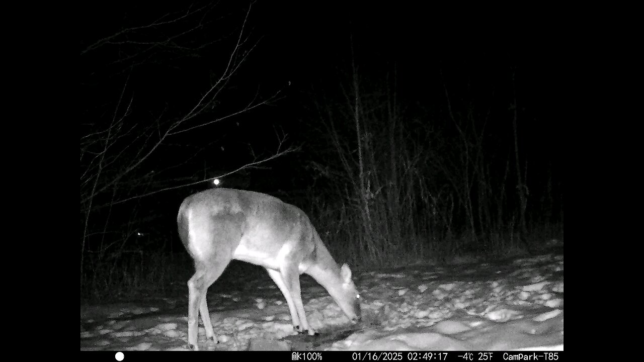 Deer Cam 01-16-2025