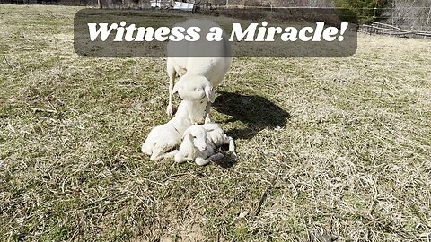 Witness the Miracle: Sheep Gives Birth to Twin Lambs