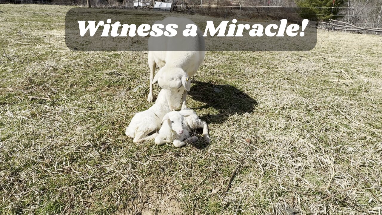 Witness the Miracle: Sheep Gives Birth to Twin Lambs