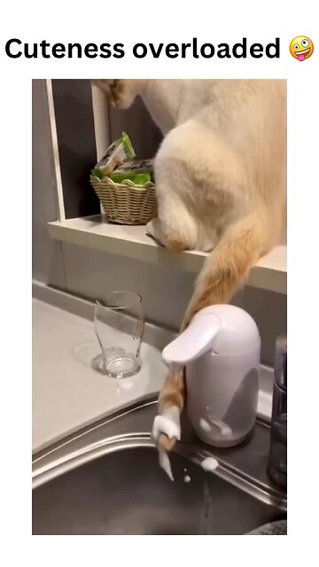 Cuteness overload! 😻 This kitty just made our day 100x better! Who else loves cat mischief? 🐾💕