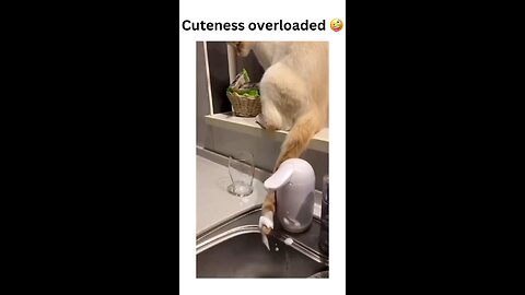 Cuteness overload! 😻 This kitty just made our day 100x better! Who else loves cat mischief? 🐾💕