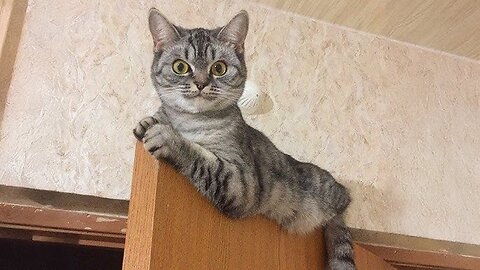 Epic Animal Antics: Cats & Dogs That Will Make You Laugh