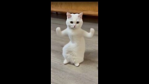 DANCING CAT