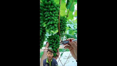 grape growing tips