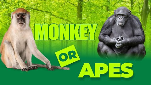 Chimpanzee VS Apes | Can You Spot The Difference