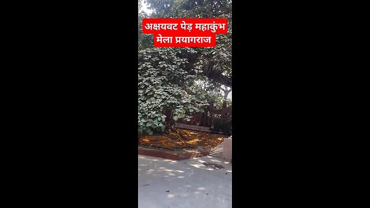 अक्षयवट पेड़ महाकुंभ #shorts #mahakumbh2025 #mahakumbh2025 #mahakumbh