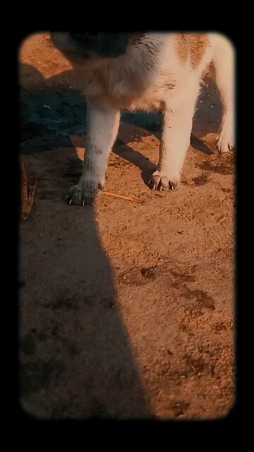 beautiful picture of pet