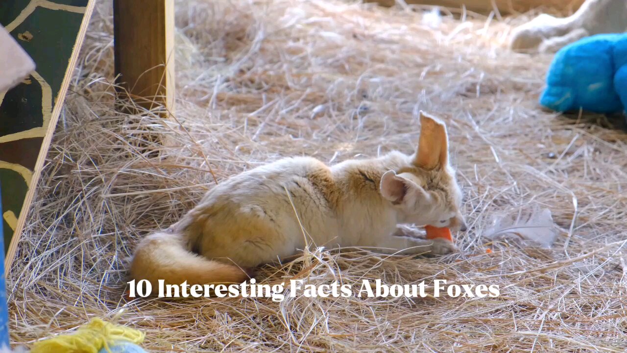 10 Amazing Fox Facts That Will Surprise You!