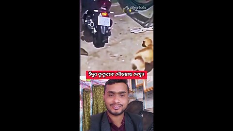 ইঁদুর কুকুরকে দৌড়াচ্ছে দেখুন #shorts #dog #jery