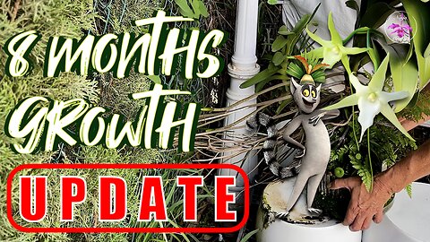 Winterizing Angraecum Orchids | A Fight for Survival | 2024 Season Growth Progress #ninjaorchids