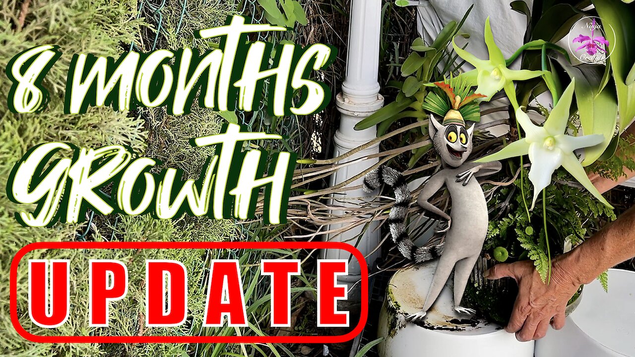 Winterizing Angraecum Orchids | A Fight for Survival | 2024 Season Growth Progress #ninjaorchids