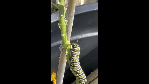 Monarch Caterpillars - Milkweed for Lunch [Part 1]