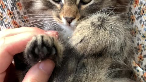 Cat playing with her owner 🐈