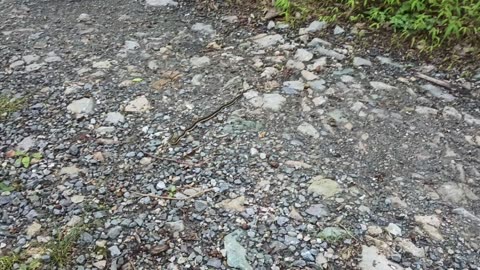 R13 Nature - Small Pennsylvania Garter Snake
