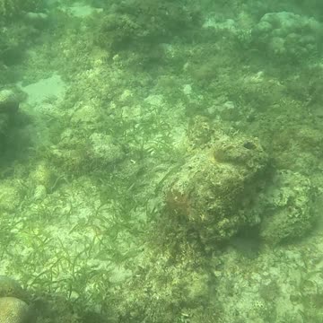 Morning Snorkeling Adventure: A Dive into Serenity