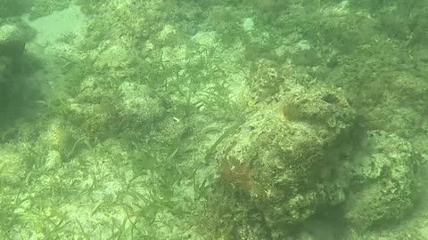 Morning Snorkeling Adventure: A Dive into Serenity