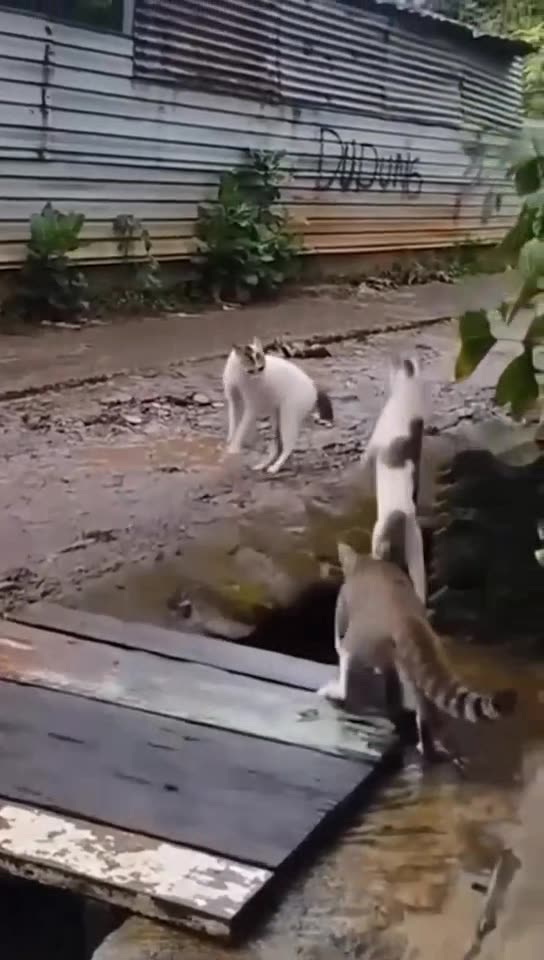 Funny and Weird Cats Moments