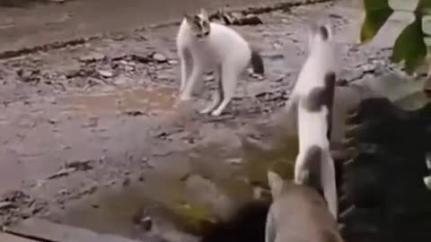 Funny and Weird Cats Moments