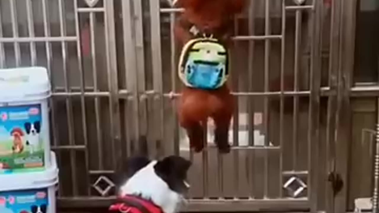 Funny Cute Dogs Videos