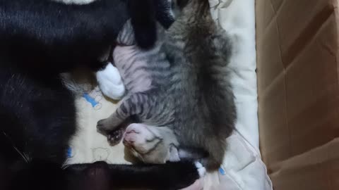 Adorable 10th-Day-Old Triplet Kittens Melt Your Heart! 😻 #Shorts #PetCats" cat rearing 😍 ♥🙀🐈‍⬛🐈‍⬛🐈‍