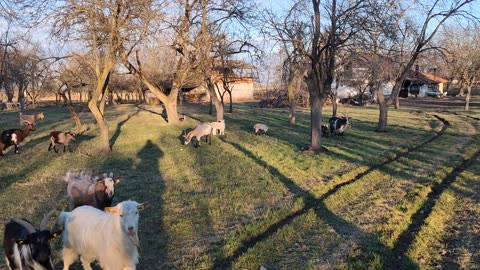 Heartwarming Welcome: Goats Calmly Greet Me at the Farm