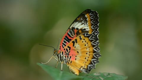 Why are butterflies so beautiful? The immense glory of Allah