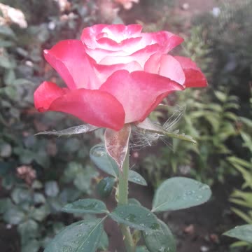 Rose beauty