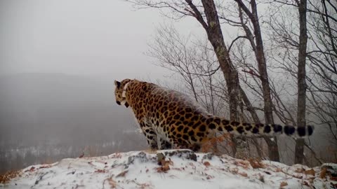 Amur leopard at its usual hanging spot