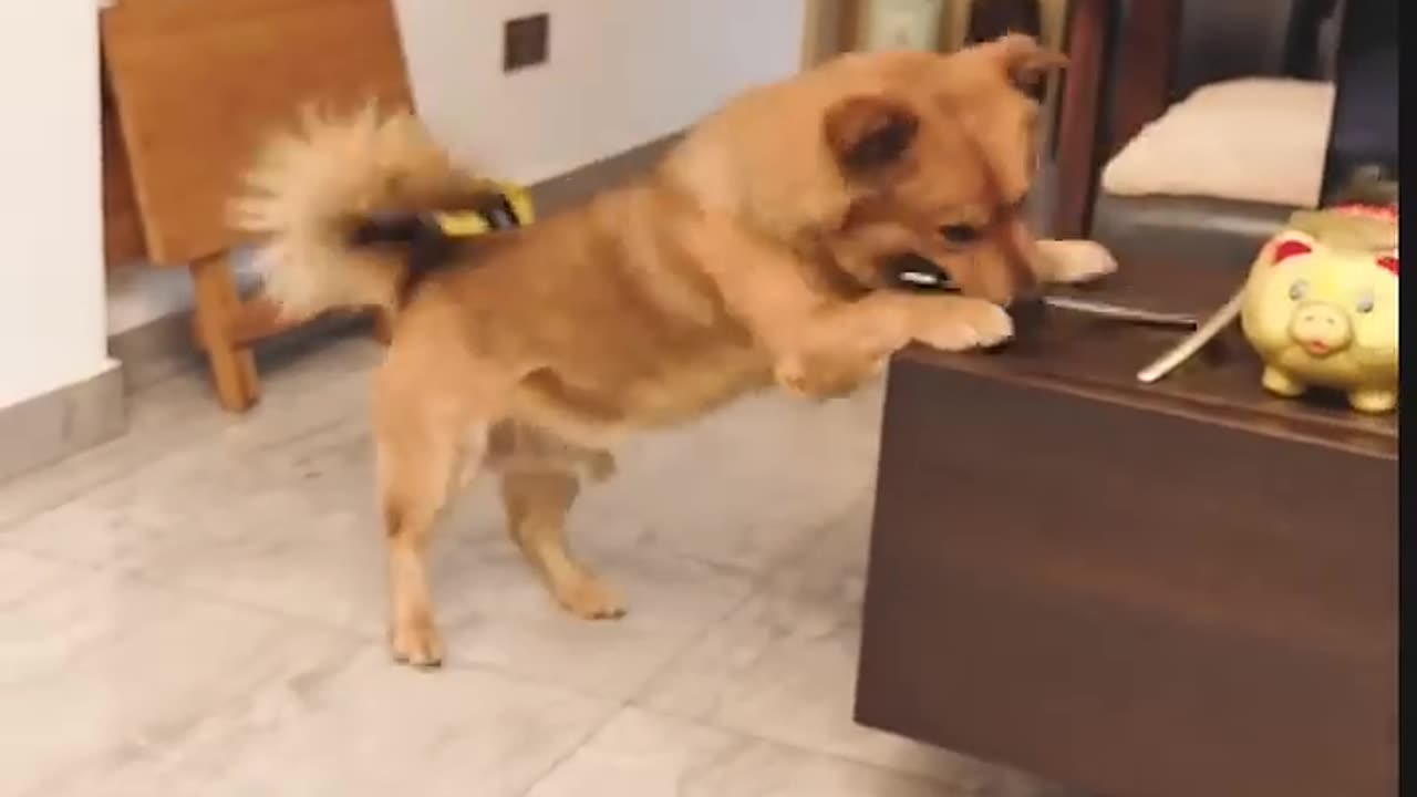 # Funny video #😂😂