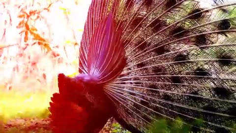 PEACOCK !! FULL HD !! THE BEAUTY OF PEACOCK !!!!