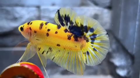 Betta Fish - Yellow Mettalic