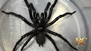 Bigger and more venomous species of funnel-web spider discovered in Australia