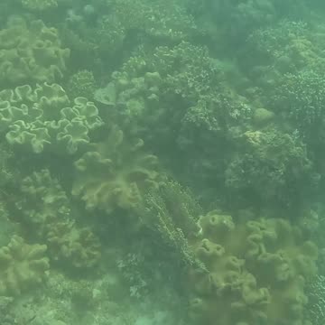 Morning Snorkeling Adventure: A Dive into Serenity