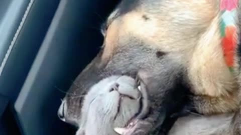 Cat Takes Unusual Nap with Its Head Inside a Dog’s Mouth