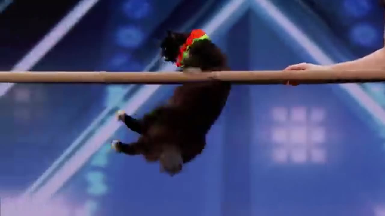 The Savitsky Cats_ Super Trained Cats Perform Exciting Routine - America's Got Talent 2018