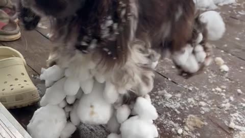 Spaniel Legs Coated In Snowballs