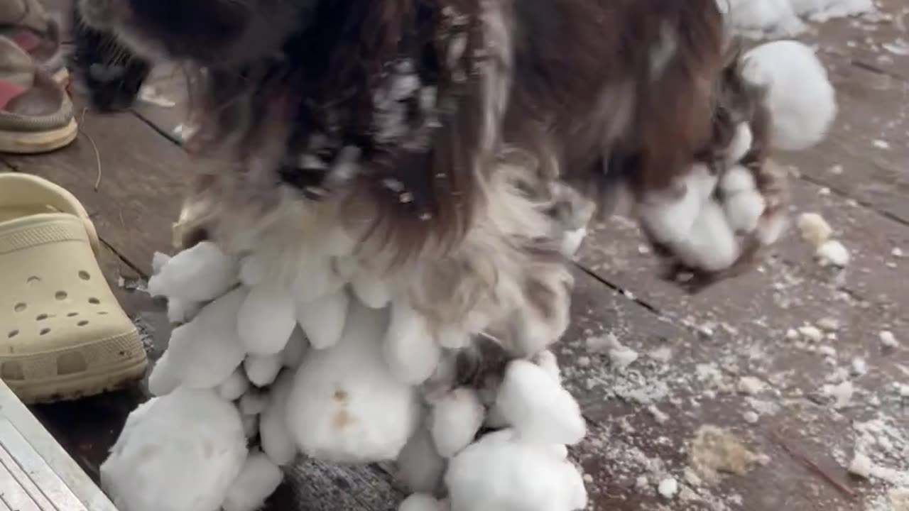 Spaniel Legs Coated In Snowballs