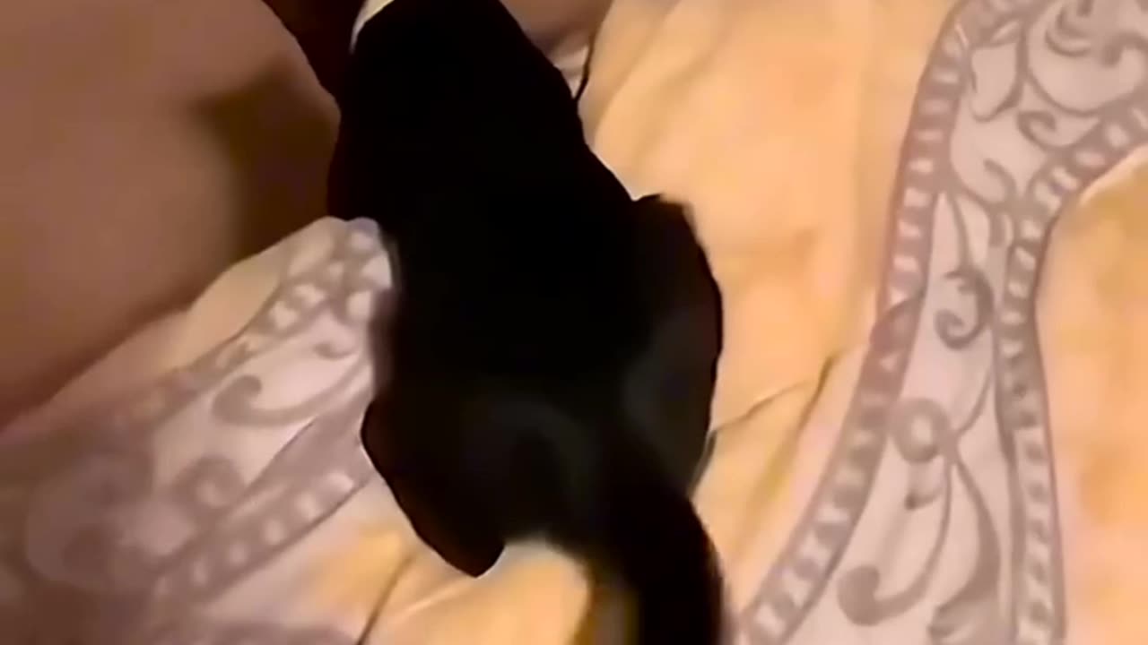 Funny video2