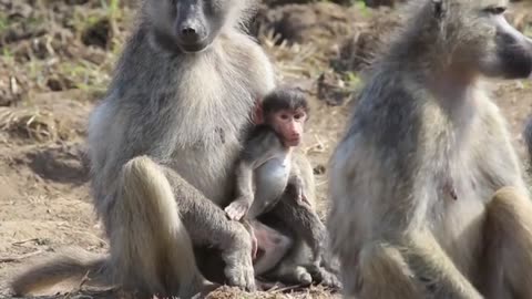 A newly born baby monkey