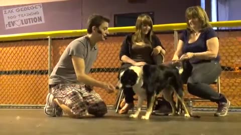 Dog Training _ How to Train ANY DOG the Basics