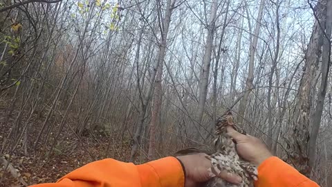 Wisconsin 2021 Grouse Hunting Day 3