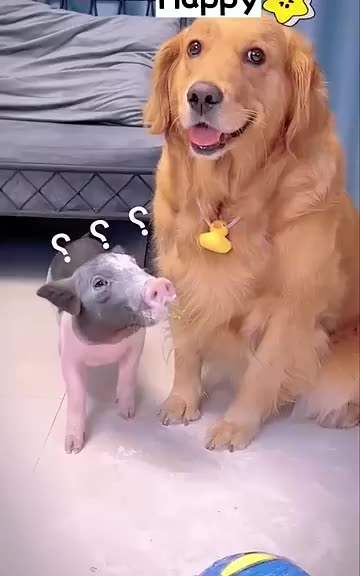 This is a very clever dog | Dog and the Pig #dog #dogvideo #viral #pig