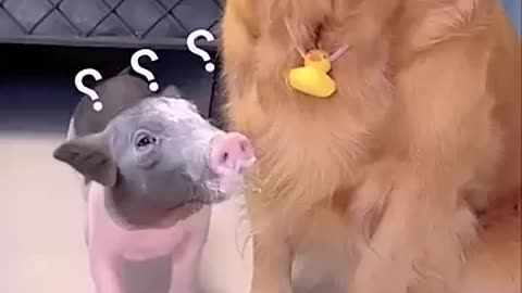 This is a very clever dog | Dog and the Pig #dog #dogvideo #viral #pig
