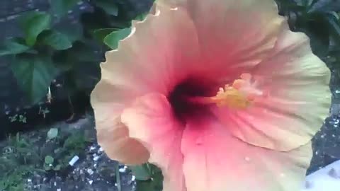 Hibiscus flower is very charming, yellow and a touch of pink [Nature & Animals]