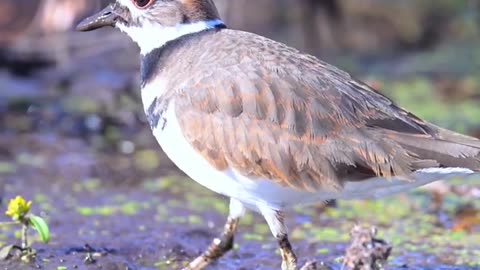 This bird uses its feet as vibrator to catch worms