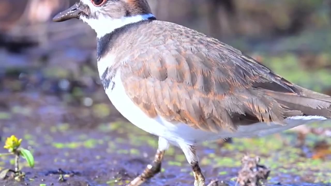 This bird uses its feet as vibrator to catch worms