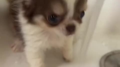 Little Chihuahua Having His Bath