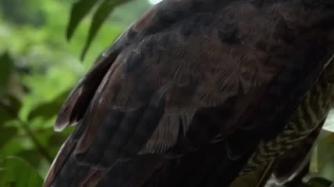 🐦🕷️☠️Meet the Poisonous Hooded Pitohui! 🐦🕷️☠️