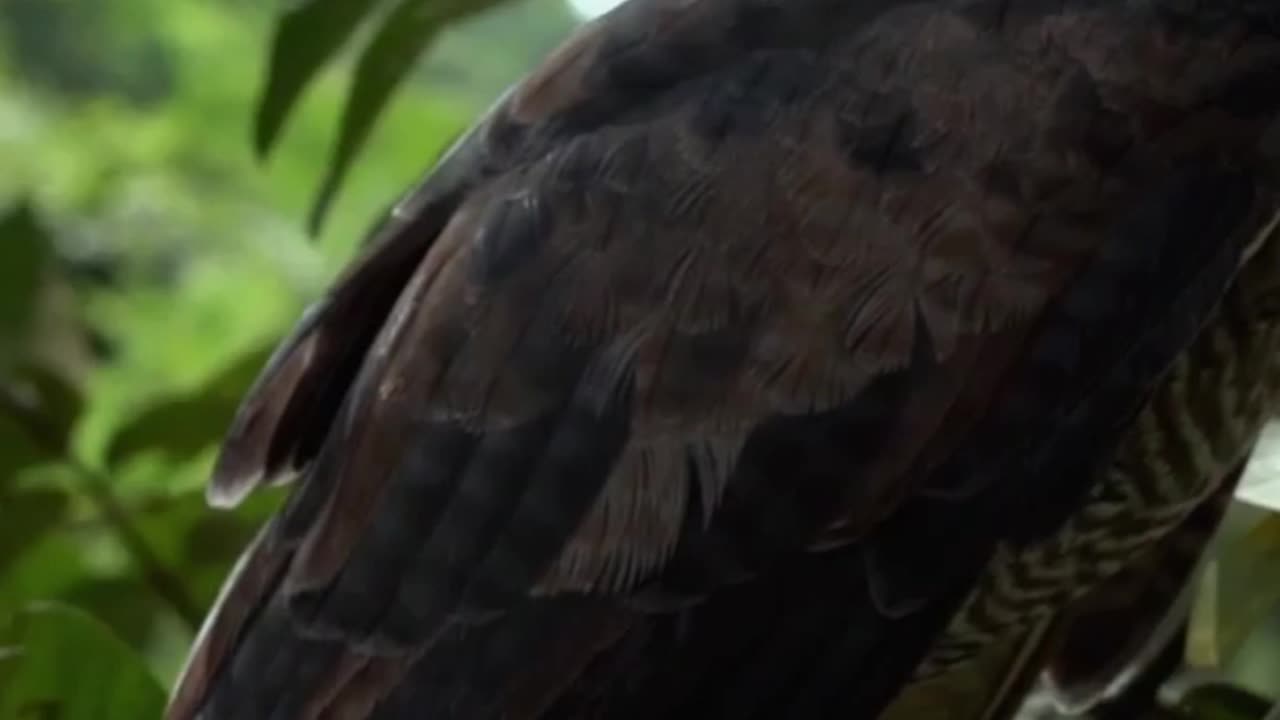 🐦🕷️☠️Meet the Poisonous Hooded Pitohui! 🐦🕷️☠️