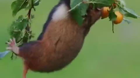 Playful Squirrel: Cute Moments in Nature part 3